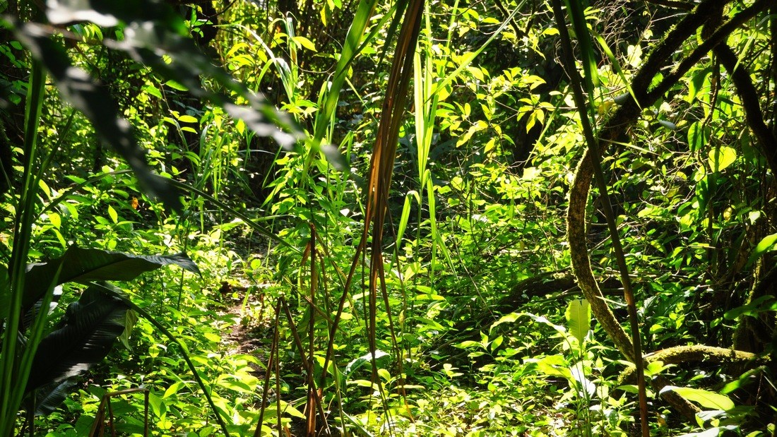 Jungle de Misol Ha, Chiapas