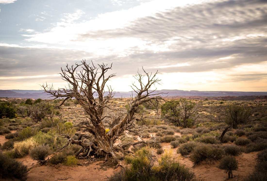 Végétation désertique dans Arches National Park