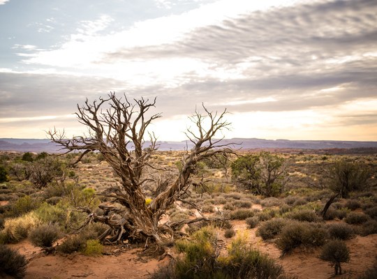 Végétation désertique dans Arches National Park