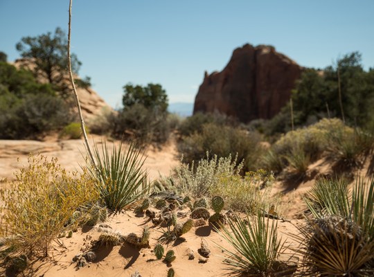 Végétation de Canyonlands et de l'Utah