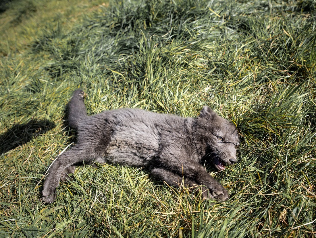 Mikki, petit renard arctique 
