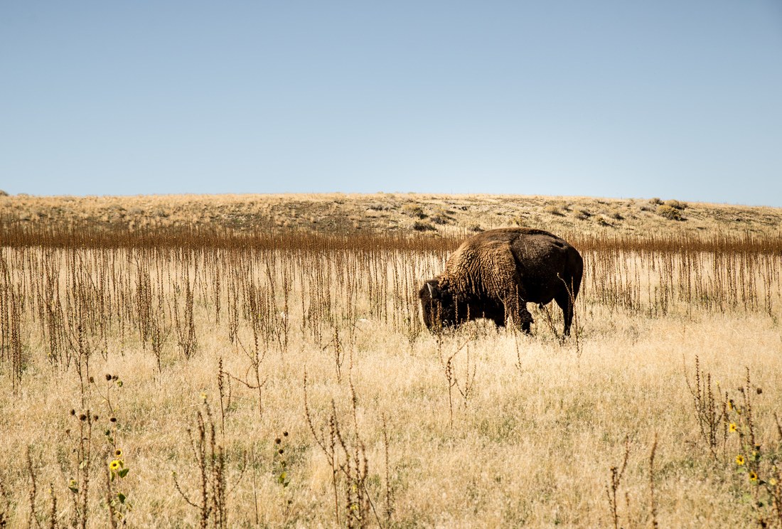 Observer des bisons aux Etats-Unis