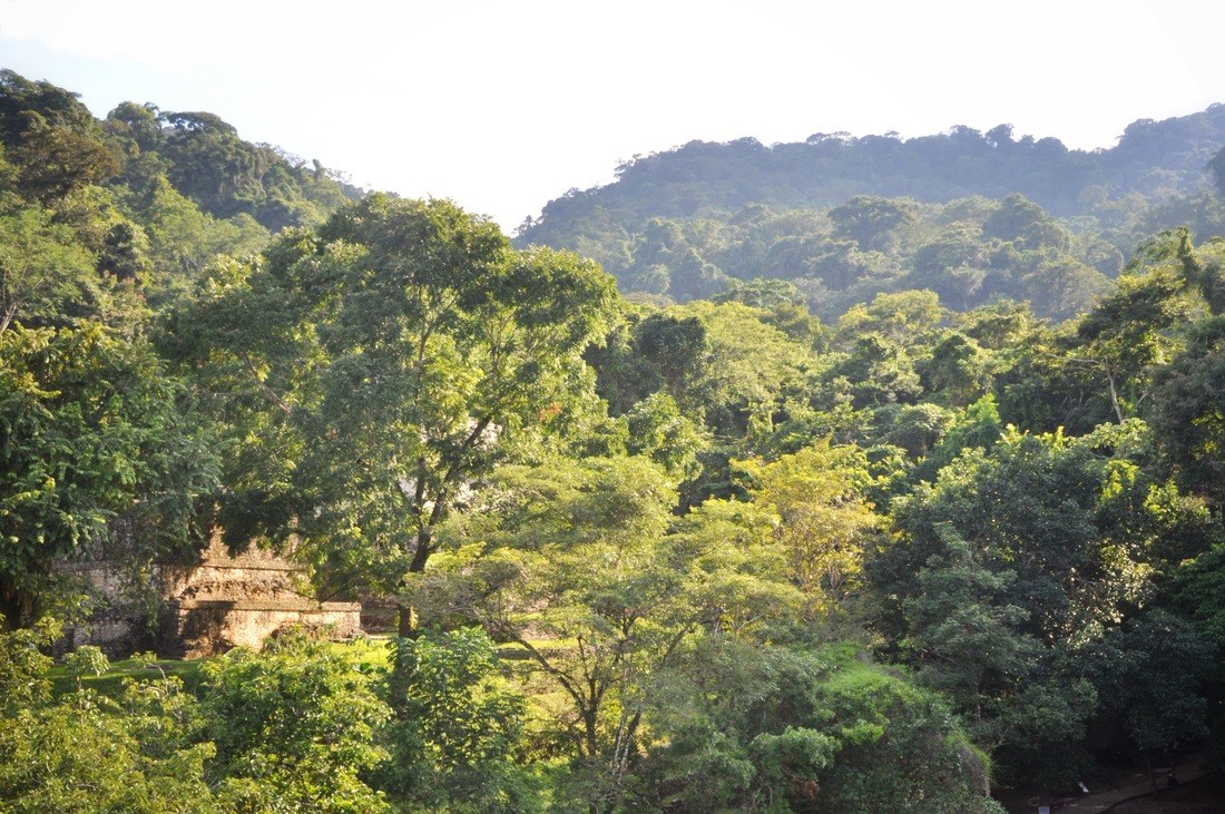Ruines de Palenque dans la jungle