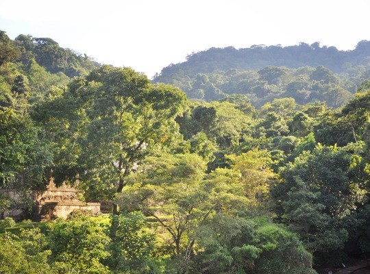 Ruines de Palenque dans la jungle