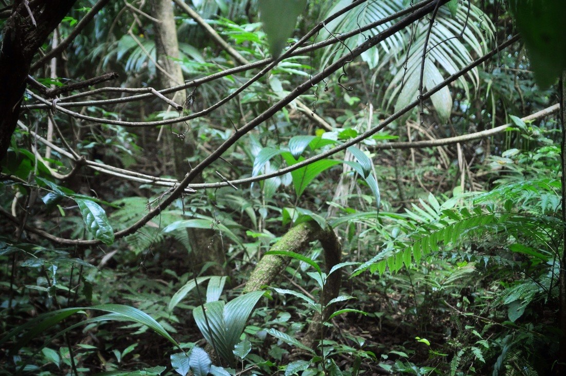 Végétation de la jungle à Palenque