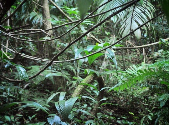 Végétation de la jungle à Palenque