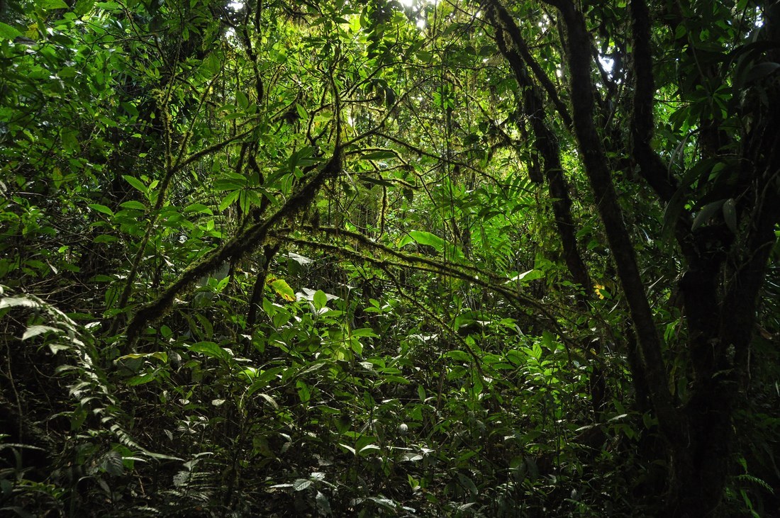 Jungle dense et sombre au Costa Rica