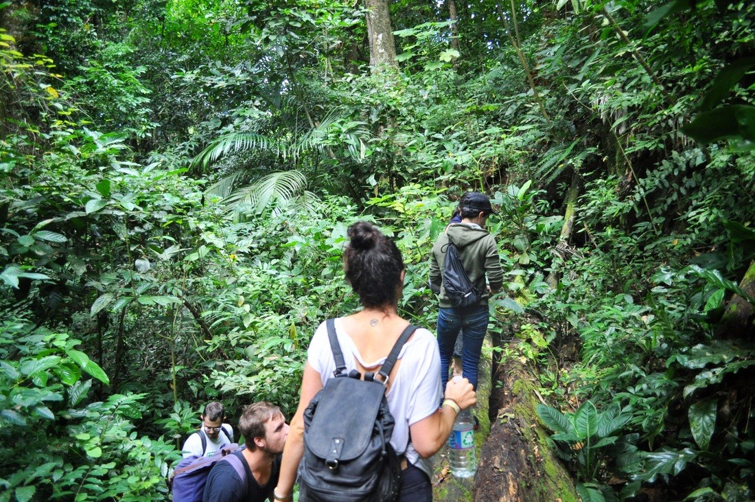 Jungle de Palenque