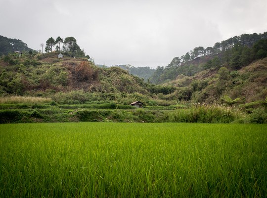 Au milieu des rizières