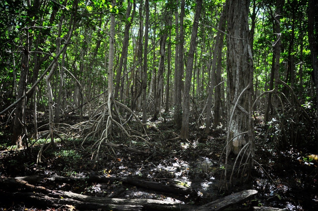 Mangrove de la réserve de Celestun