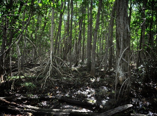 Mangrove de la réserve de Celestun