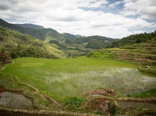 Plantations de riz