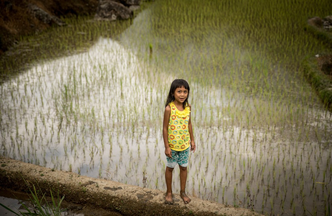 Petite fille dans les rizières 