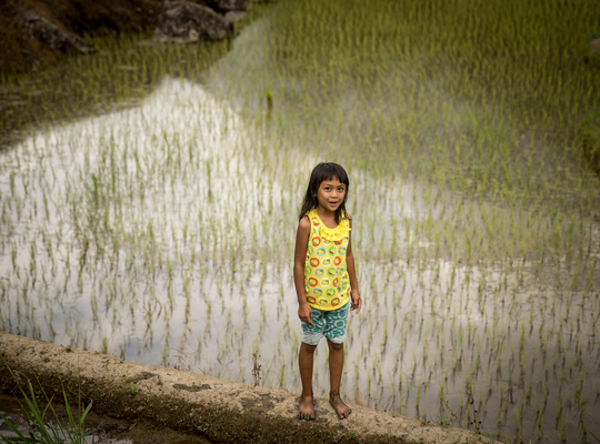 Petite fille dans les rizières 