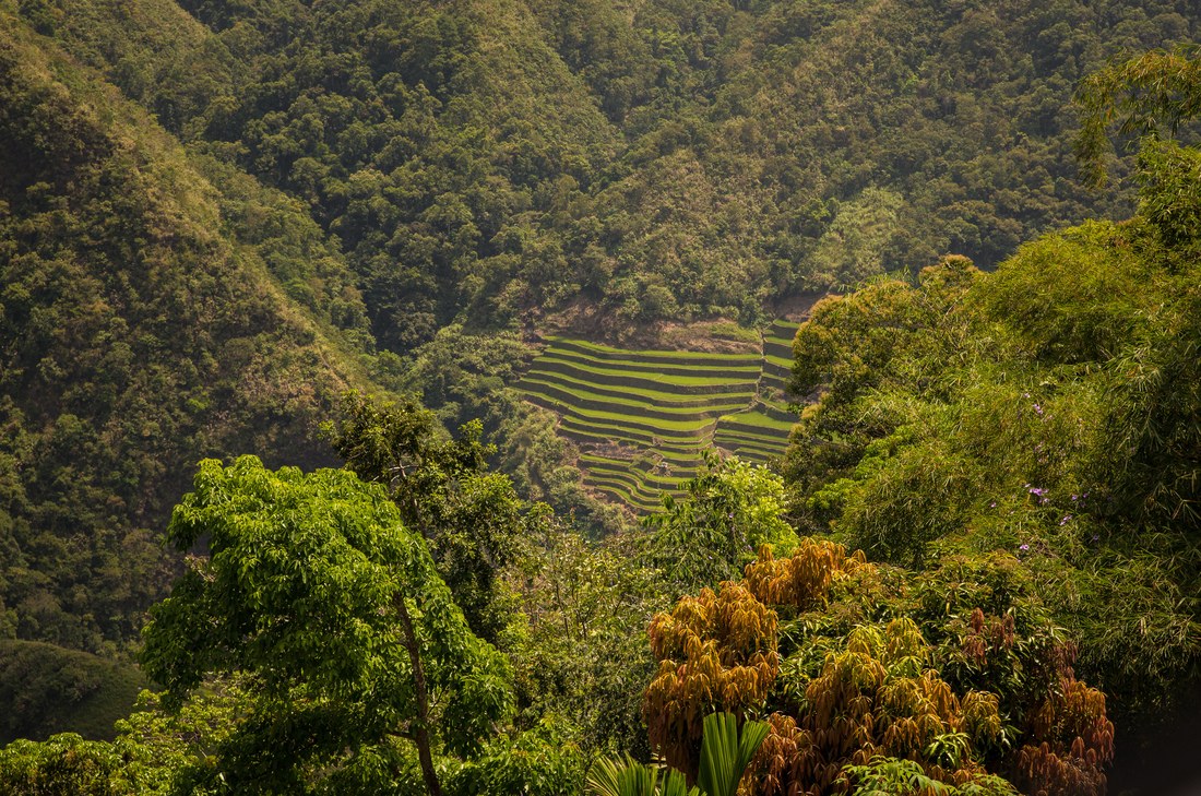 Rizières dans la jungle 