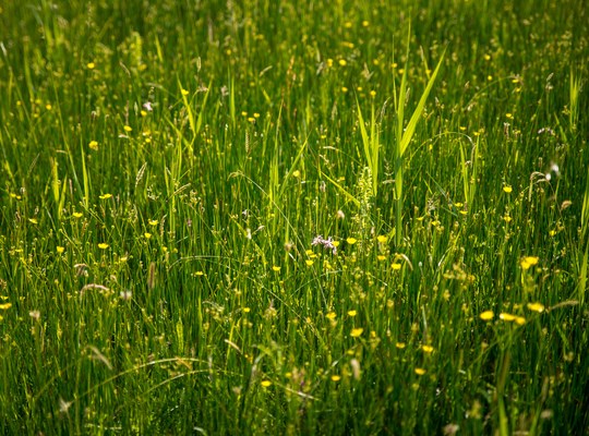 Champs d'orchidées sauvages