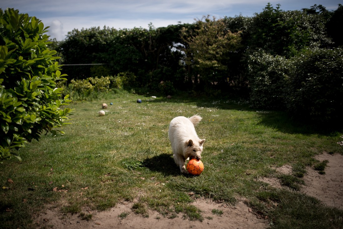 Le chien de Didier