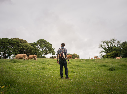 Dans un champs avec les vaches de Jersey 