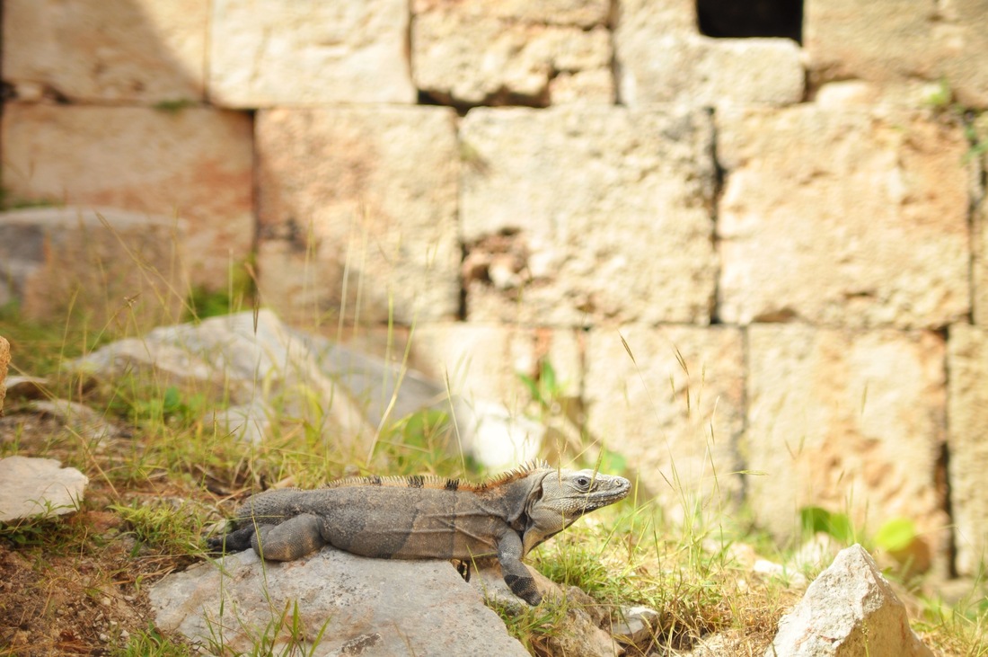 Iguane dans les ruines d'Uxmal