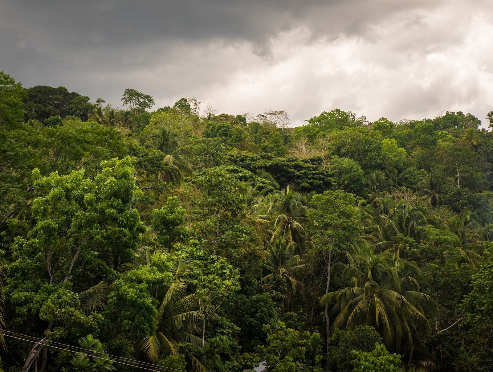 La végétation au coeur de Bohol