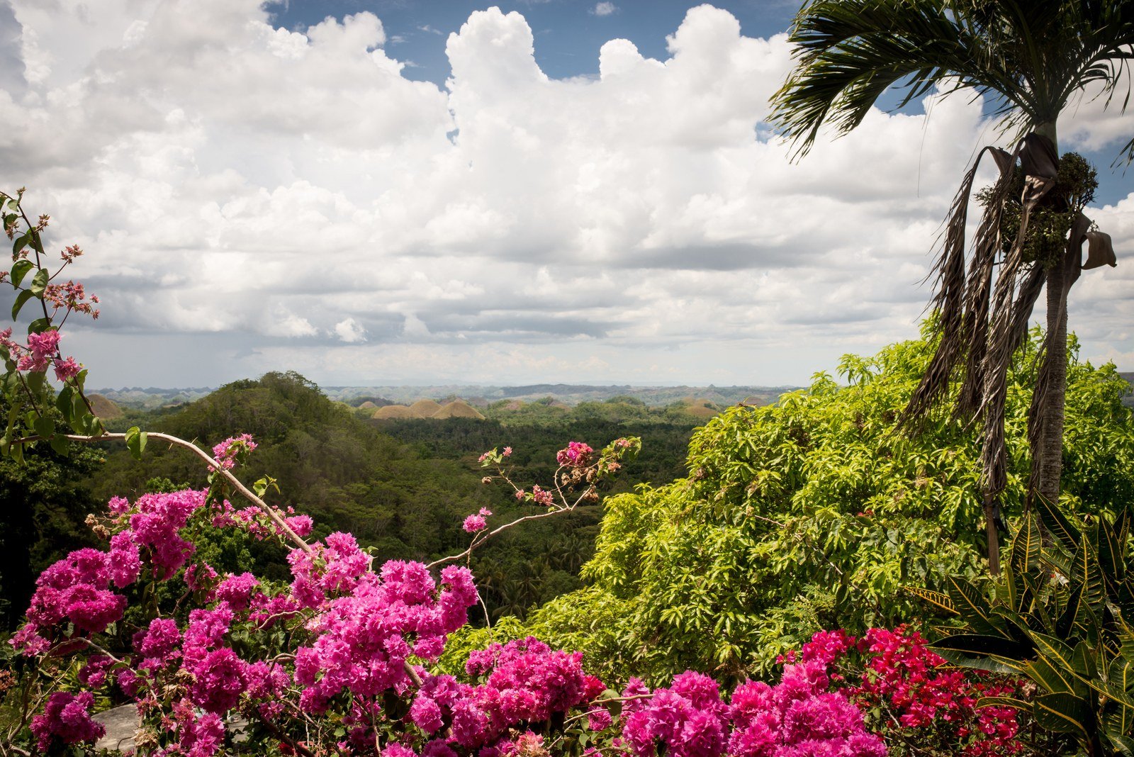 Végétation et fleurs des Philippines, Bohol aux Philippines