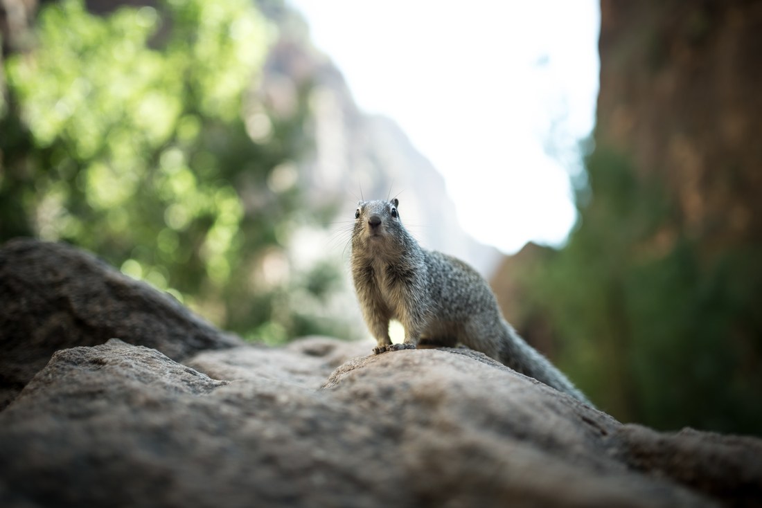 Chipmunk dans les Narrows