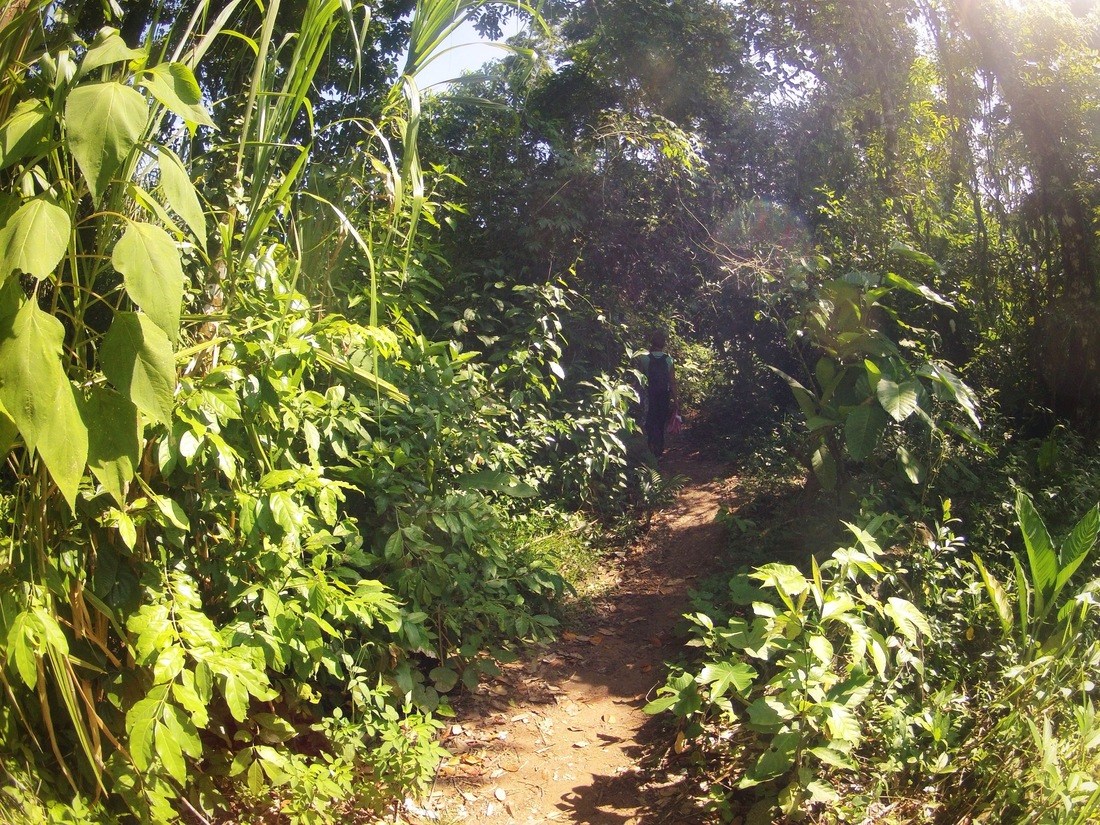 Chiapas Jungle
