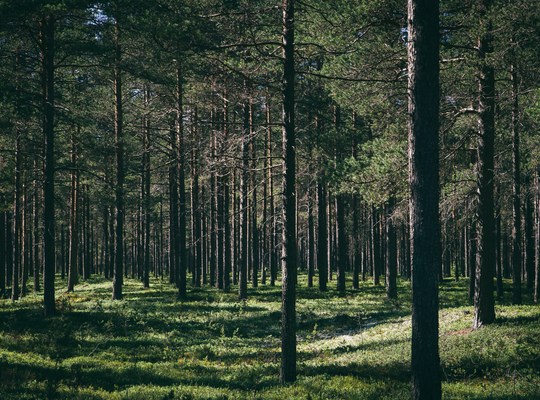 Foret à l'infini