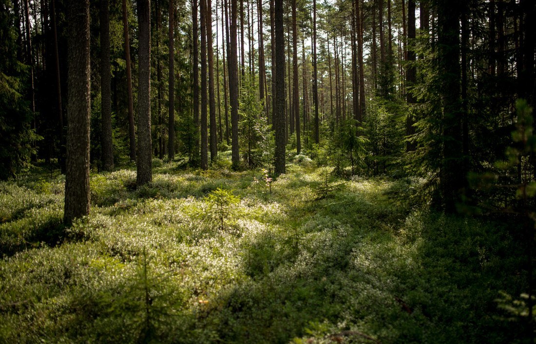 Forêt de Finlande
