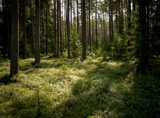 Forêt de Finlande