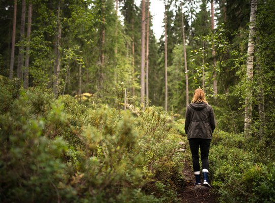 Balade dans la forêt Finlandaise