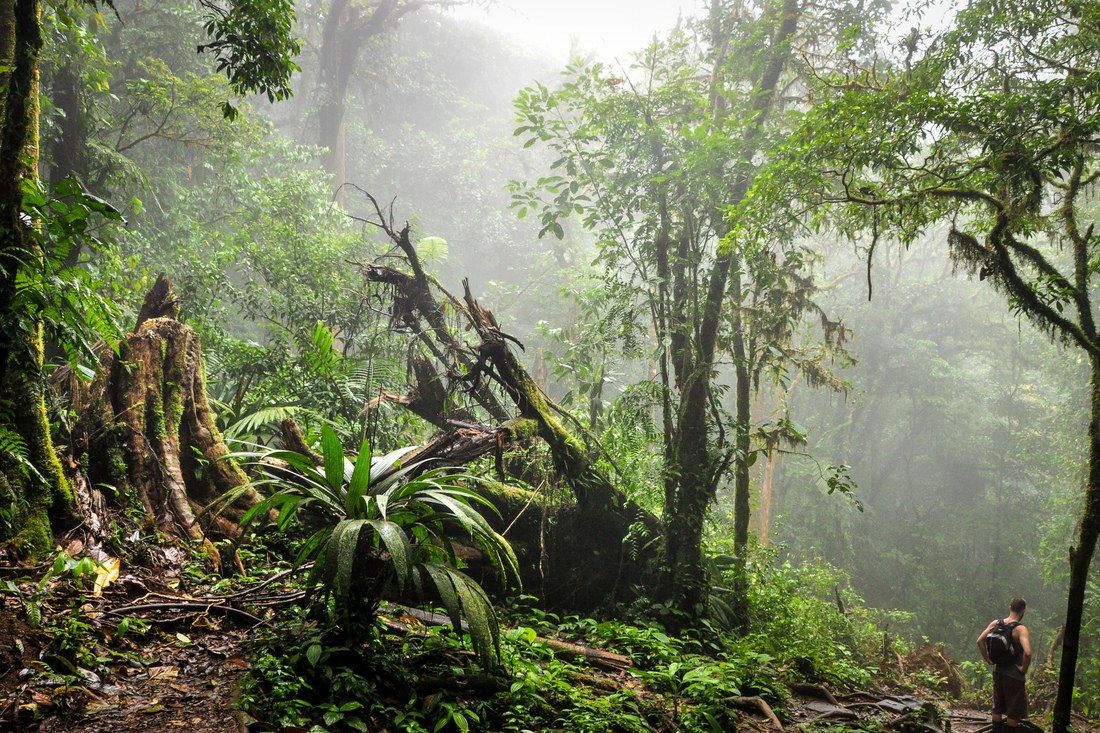 Vegetation typique de la jungle du Costa Rica