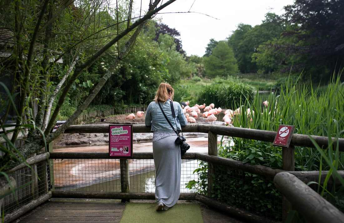 Flamands rose au zoo de Jersey