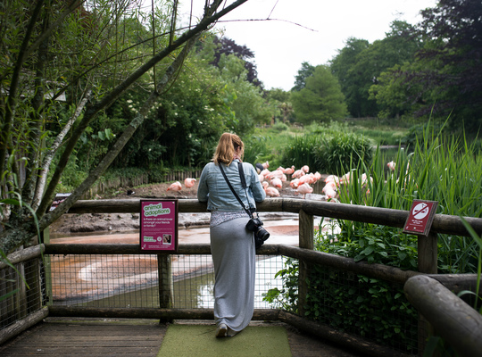 Flamands rose au zoo de Jersey
