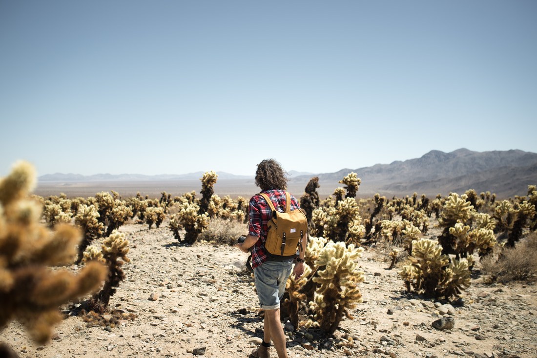 Au milieu des cactus de Joshua Tree