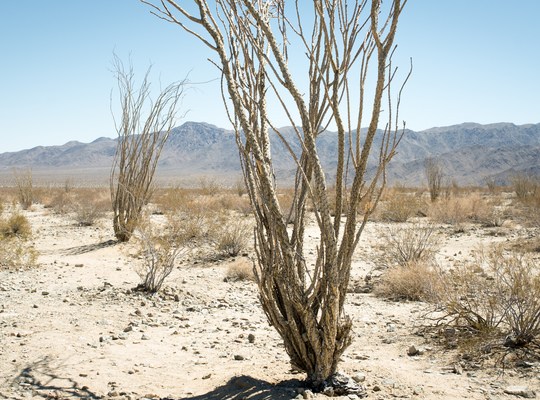 Plante au milieu du désert 