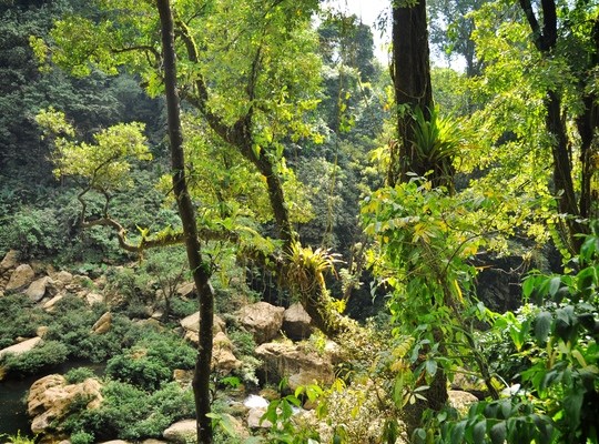 Jungle du Chiapas