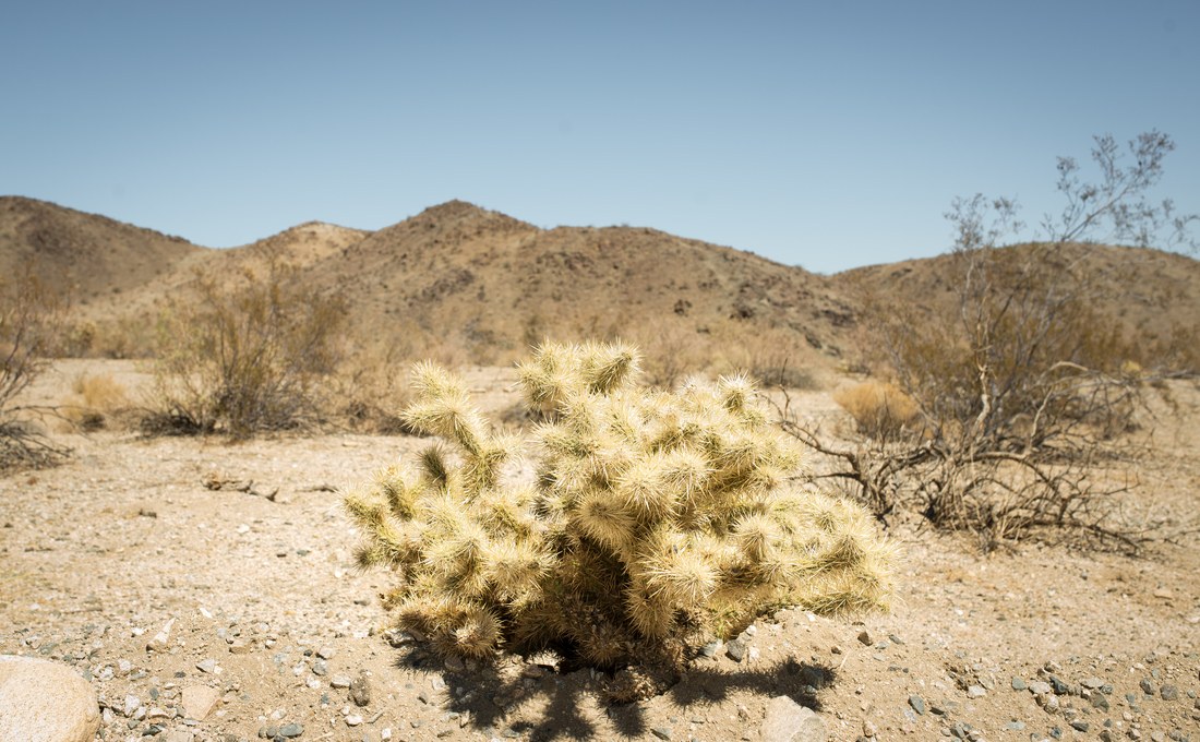 Cactus du desert de Mojave