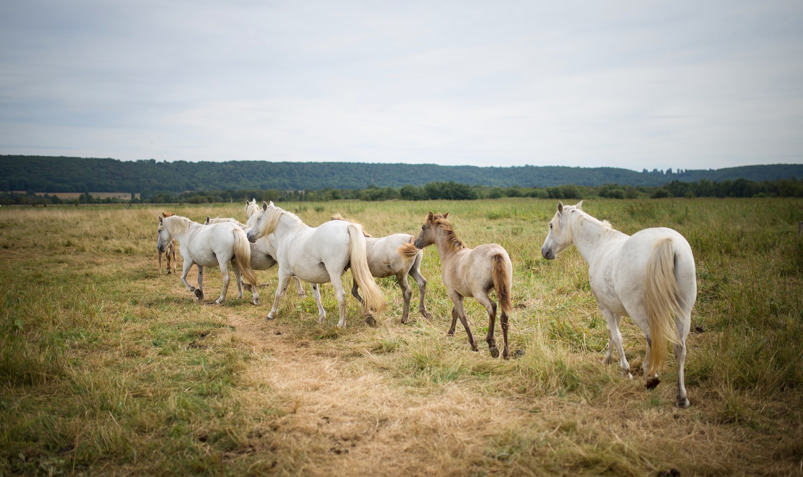 Chevaux sauvage de la Réserve des Mannevilles Chevaux sauvage de la Réserve des Mannevilles
