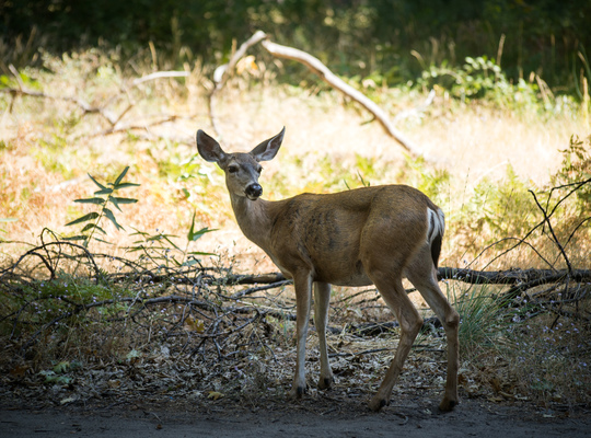 Faune de Yosemite : Cerf