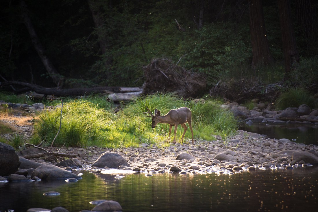Un cerf, près de Mercer River, Yosemite