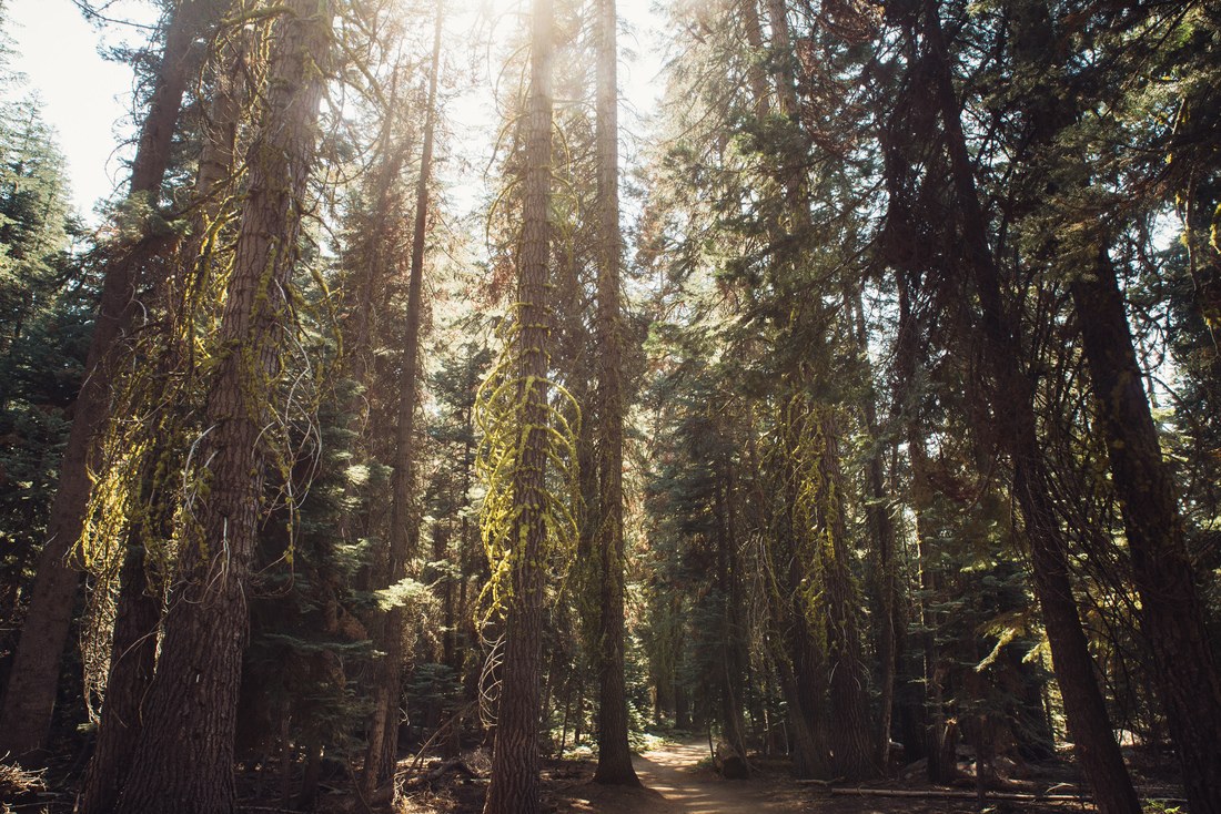 Sequoia géants à Yosemite