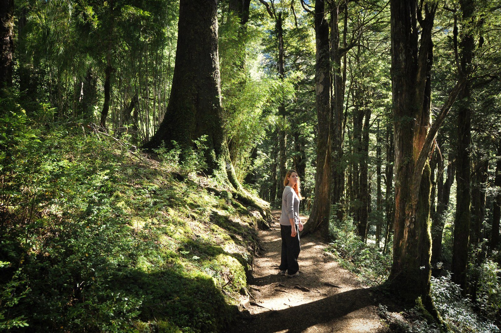 Dans les forêts du Parc de Huerquehue Dans les forêts du Parc de Huerquehue