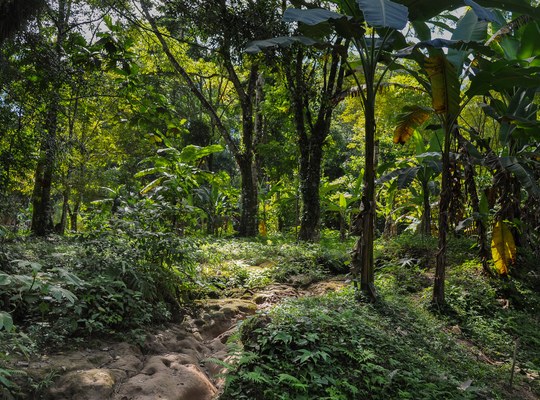 Forêt vierge du Mexique