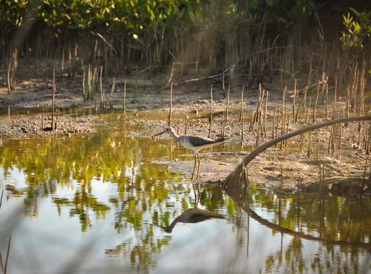 Faune du Belize