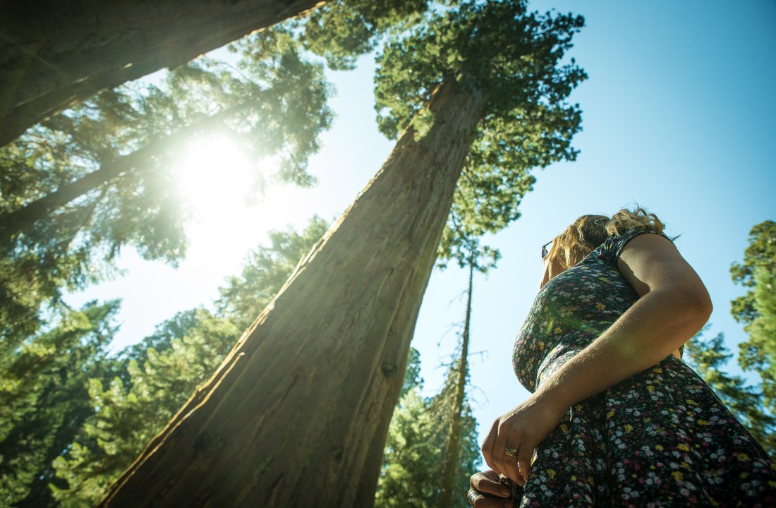 Séquoia géants, Californie, USA