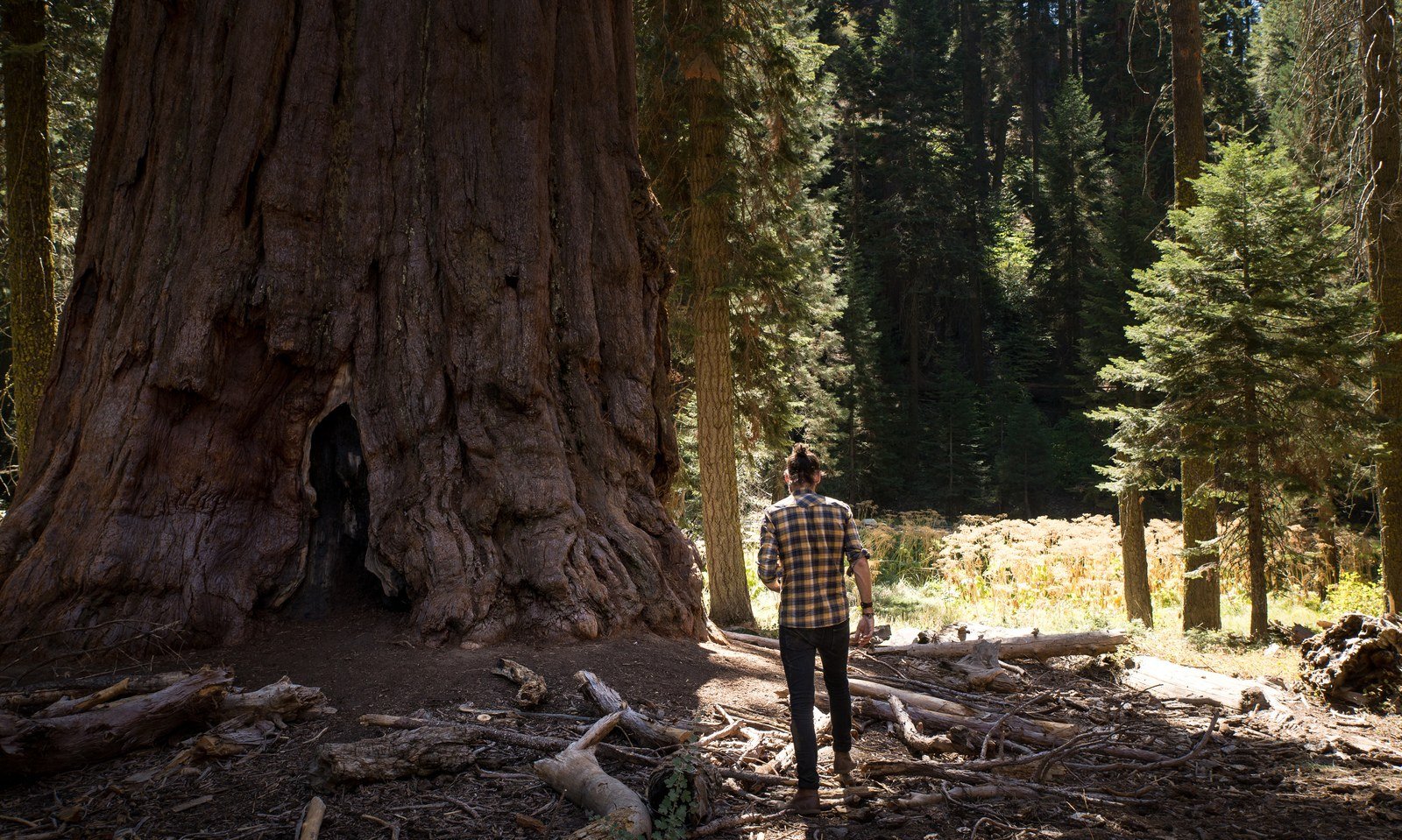 Sequoia National Park Et Sa Forêt De Séquoias Géants En Californie 