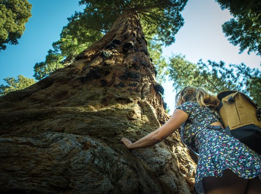 Au pied d'un séquoia géant