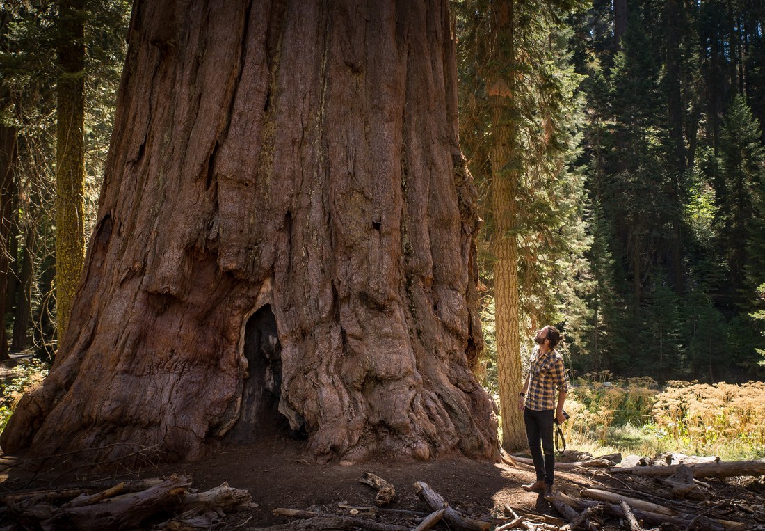Seb (petit) à coté d'un Séquoia (géant)