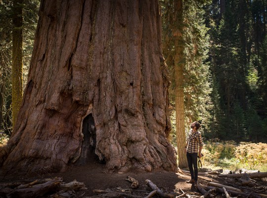 Seb (petit) à coté d'un Séquoia (géant)